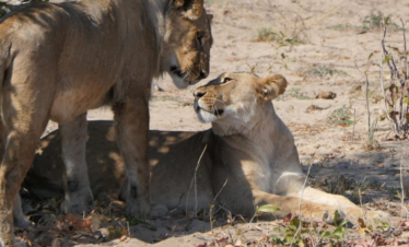Chobe Day Trip from Victoria Falls – Botswana Safari Adventure