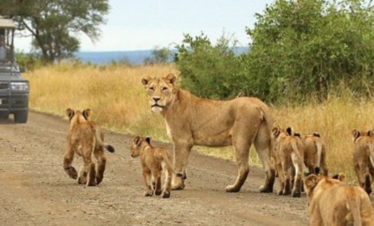 Victoria Falls and Chobe Safari Tour – 4 Day Victoria Falls Safari Package