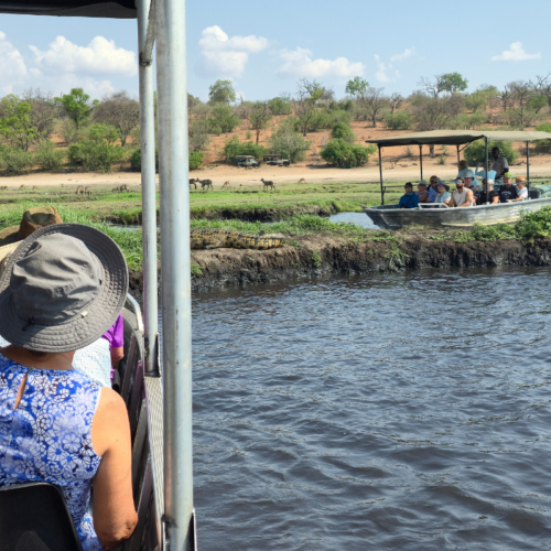Guests spot a crocodile on a Chobe river safari