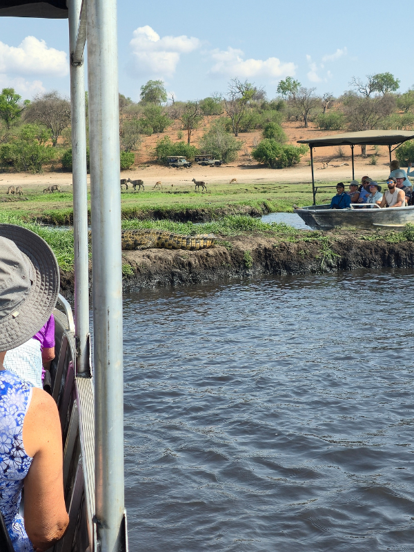 Guests spot a crocodile on a Chobe river safari