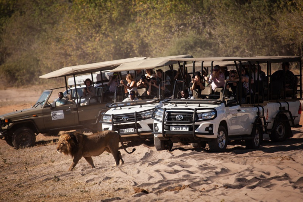 Chobe gamedrive safari