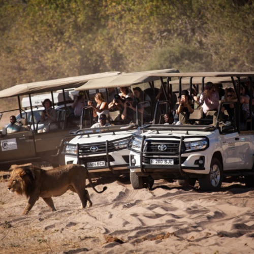 Chobe gamedrive safari