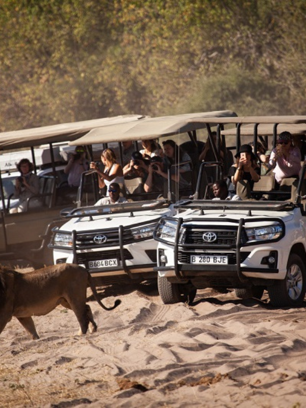 Chobe gamedrive safari