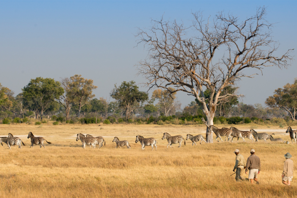 okavango delta bush walking safari