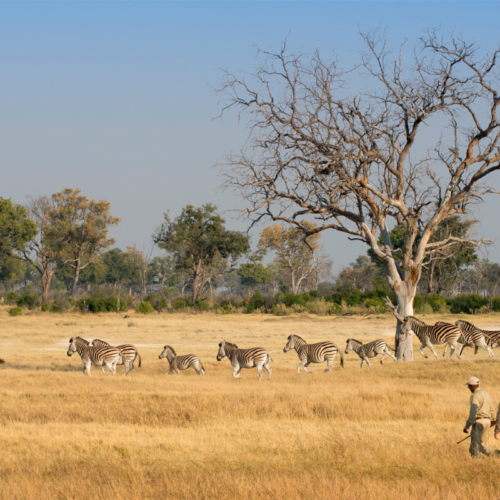 okavango delta bush walking safari